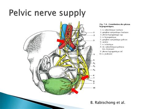Pelvic Floor Nerve Supply