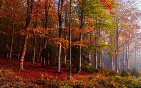 Wallpaper 1920x1200 Px Colorful Fall Ferns Forest Landscape