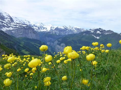 Naturetrek Wildlife Holidays Wengen Alpine Flowers Of The Swiss Alps