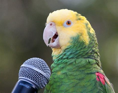 A Parrot Speaking Into A Microphone Communication Is Not Connection