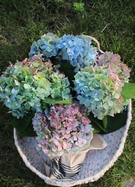 Hydrangeas In A Basket With Text Overlay That Reads My Favorite Way To