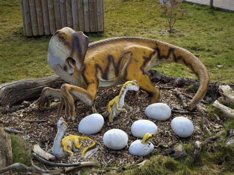 Oviraptor Dinosaur Zoo At Wingham Wildlife Park Kent