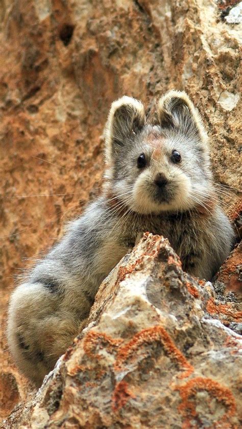 Ili Pika Type Of Tiny Mountain Dwelling Mammal With A Teddy Bear