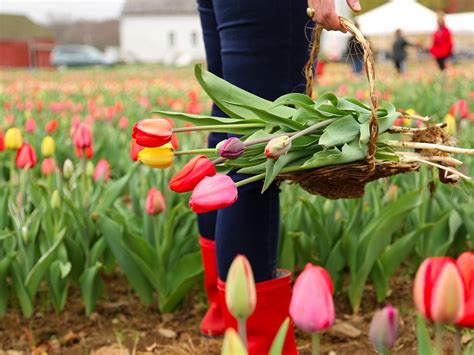 All affiliation changes officially took effect on july 1, 2021. Wicked Tulips Flower Farm In Exeter Celebrates Opening ...