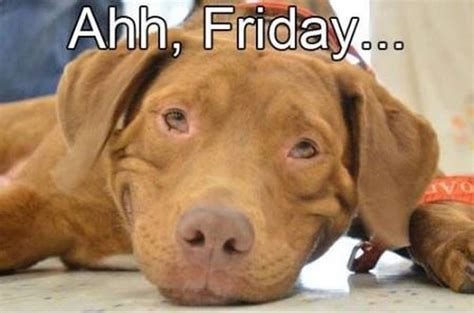 Ahh Friday Dog Humor
