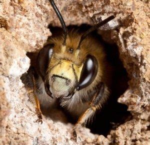 Wait three months to seal off the nesting hole until you are sure the larvae have not hatched. Ground Bee Pest Control | How to Get Rid of Ground Bees in MD