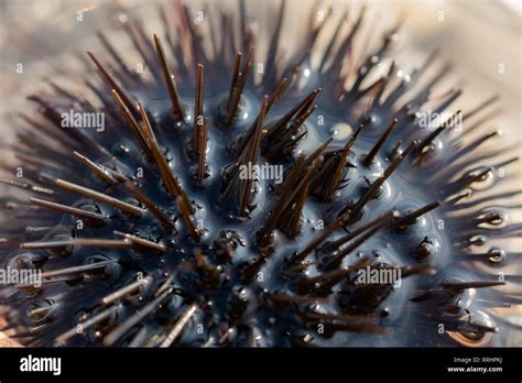 Closeup Of A Sea Urchin On A Sunny But Stony Beach Spending Free Time