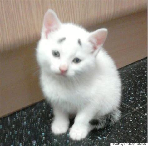 Concerned Kitten Just Wants To Know How Your Day Is Going Huffpost