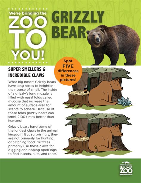 Activity Page Grizzly Bear Spot The Difference Reid Park Zoo