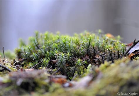 Bryophytes Of Central And Northern Europe Polytrichum Formosum