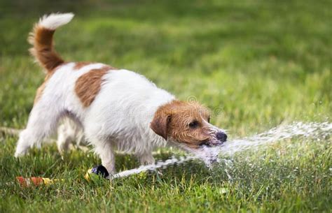 Happy Puppy Pet Dog Playing With Water Drinking In Summer Stock Image