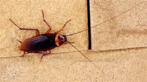 Pest Control Company Offers 2000 To Release Cockroaches Into ‘winning Families Homes