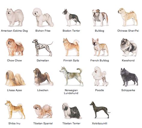 Dog Breeds From Non Sporting Dog Bread