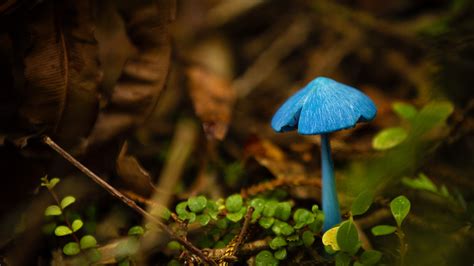 Blue Mushroom Bing Wallpaper Download