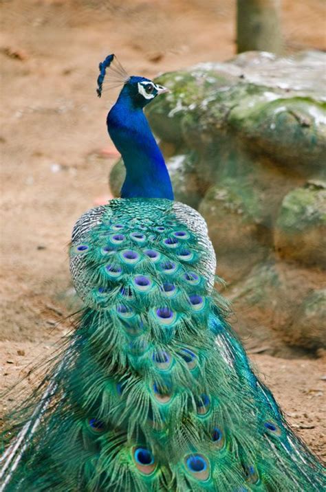 Lovely Peacock Photo By Kiran Paramesh — National Geographic Your Shot