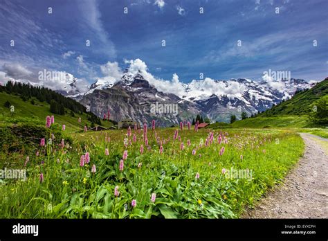 Swiss Alpine Meadows With Mountain Backdrop Stock Photo Alamy
