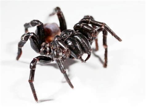 Sydney Funnel Web Spider Alchetron The Free Social Encyclopedia