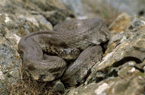 Sie ist die größte viper europas, kommt hier allerdings nur in dagestan und damit am äußersten. Benny Trapp's Foto Datenbank