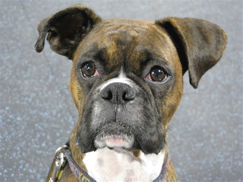Boxer Dog Breed Talent Hounds