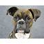 Boxer Dog Breed  Talent Hounds