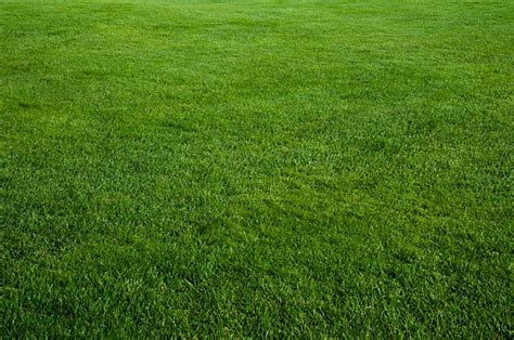 4266000 Green Grass Stock Photos Pictures And Royalty Free Images