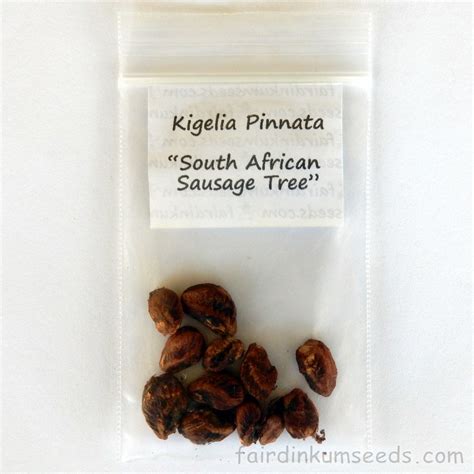 Sausage Tree Kigelia Africana Pinnata Seeds Fair Dinkum Seeds