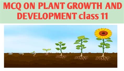 Mcq On Plant Growth And Development Class 11 Biologysir