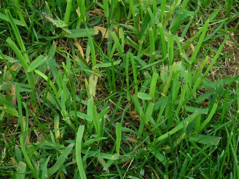 Lawn Grass Weed Identification Ask Extension