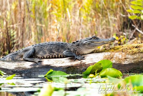 Alligator Armored Above And Below William Wise Photography