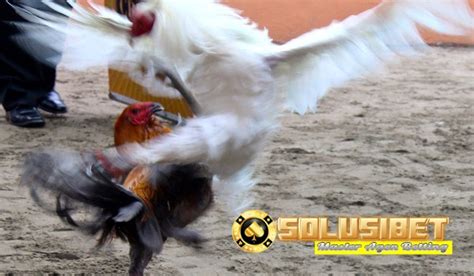 Sabung ayam peru sendiri memang sering digunakan dalam acara pertandingan laga ayam pisau peruvian cockfighting yang diselenggarakan secara nasional di salah satu negara di amerika latin tapi ayam ini masih jarang di indonesia. Perkenalkan, Sabung Ayam Laga Peru - Panduan Cara Main Sbobet