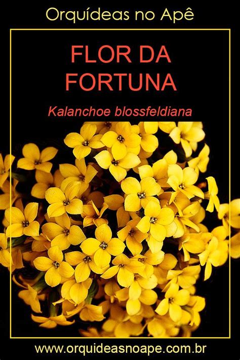 Informações E Dicas De Cultivo Da Suculenta Flor Da Fortuna Kalanchoe