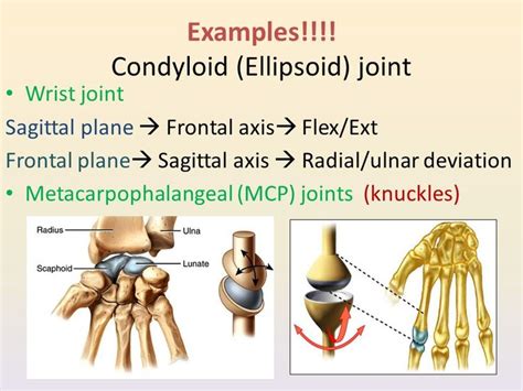 Image Result For Metacarpophalangeal Ellipsoidal Joint Joint