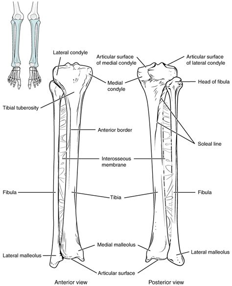 84 Bones Of The Lower Limb Anatomy And Physiology