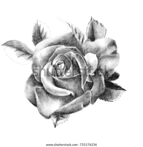 Pencil Drawing Rose Closeup On White Stock Illustration 731576236