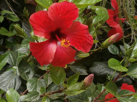 Metido En Jardines Hibiscus Rosa Sinensis No Apta Para El Frío