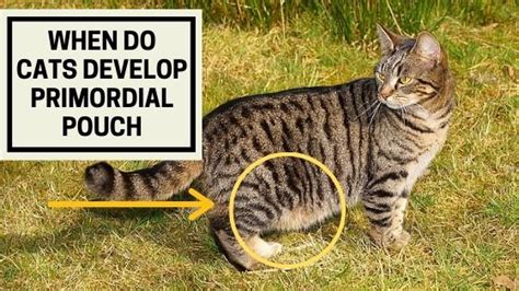 When Do Cats Develop Primordial Pouch The Kitty Expert