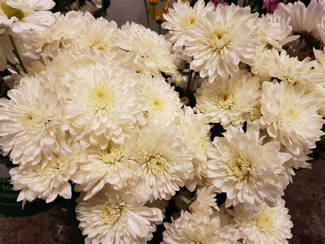 Wholesale florist in toronto, ontario. Chrysanthemum Spray Cushion White -5 Bunches - Toronto ...