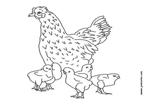 Illustration isolée sur fond blanc. Coloriages coloriage d'une poule et ses poussins - fr ...