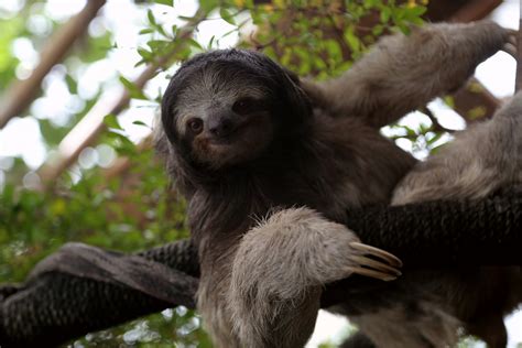 Brown Throated Sloth Bradypus Variegatus Zoochat