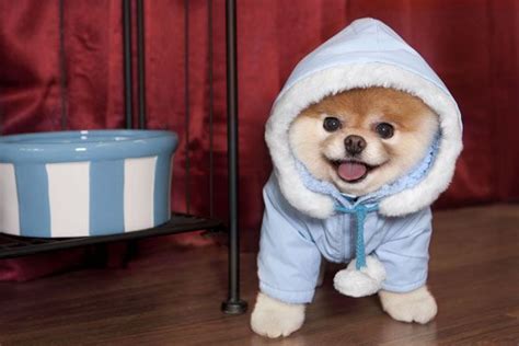 Boo The Dog Book Pictures Puppy Fashion Cute Dog Photos Cute Dogs