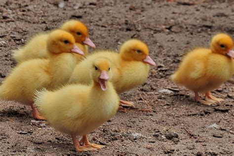 Yuk Beternak Bebek Peking Petelur Yang Berkualitas