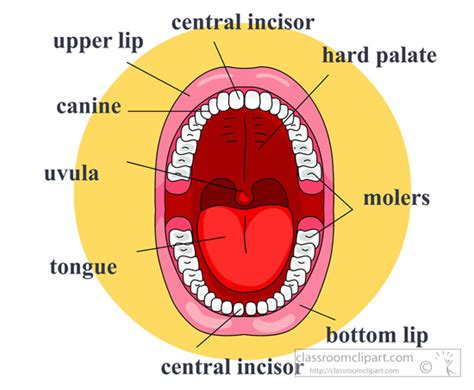 Anatomy Clipart Mouth Teeth Anatomy Labeled Classroom Clipart