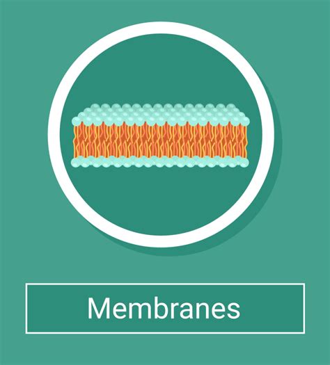 Factors Affecting Cell Membrane Permeability And Fluidity