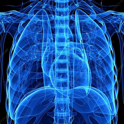 Pathology of the heart, mediastinum, lungs and pleura. Chest anatomy, artwork - Stock Image - F006/0965 - Science ...
