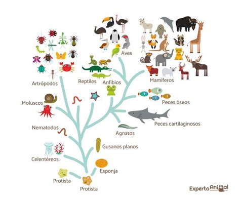 Origen Y Evolución De Los Animales Resumen Y Esquema