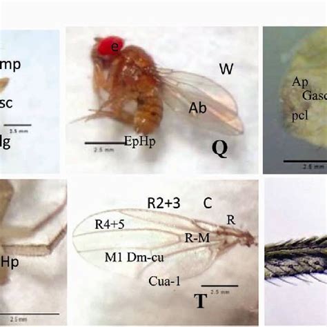 pdf diversity in external morphology b and developmental stages of three drosophila