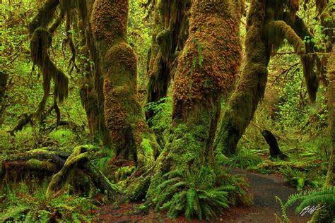 F048 Mossy Maples Hall Of Mosses Olympic National Park Washington