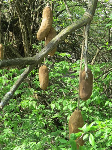 Sausage Trees Zoochat