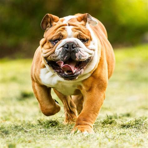 English Bulldogs Suffer Significant Health Issues From Breeding