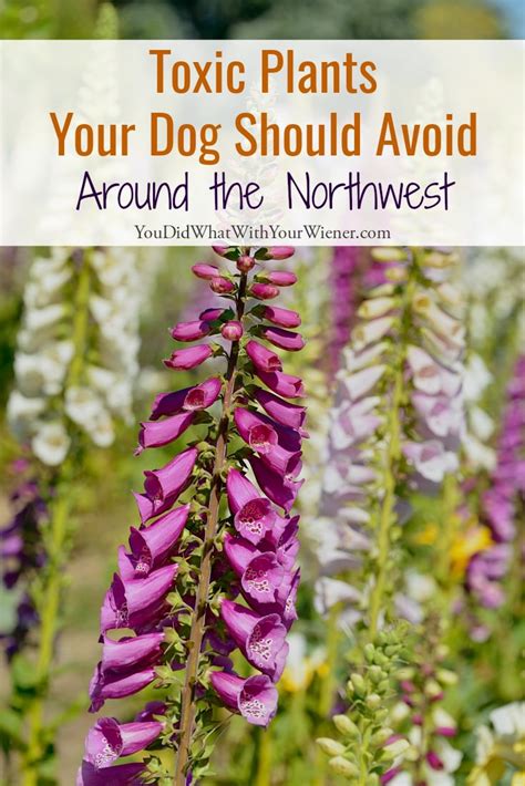 It has soothing and homoeopathic. Northwest Plants That Are Toxic to Your Dog